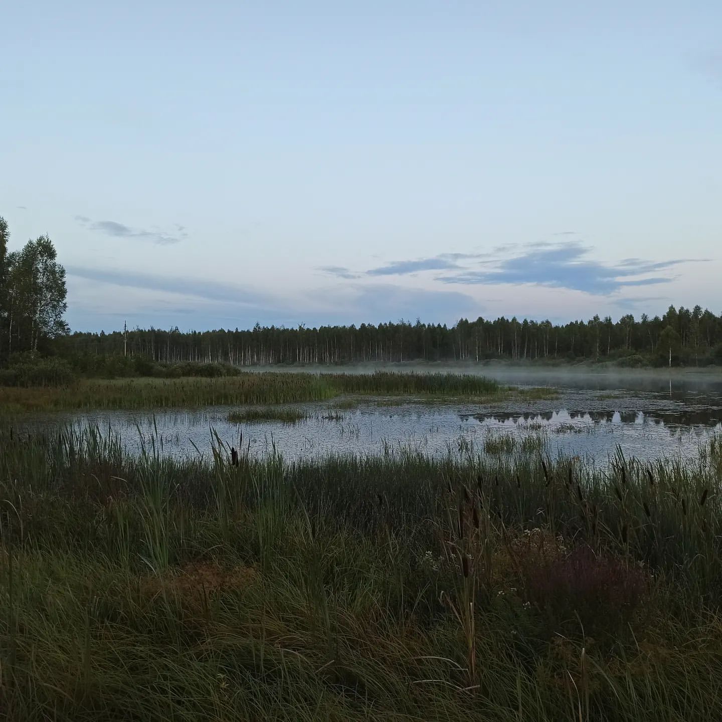 abyrvalg_38 в LOOKY. #болото,#озеро,#лес,#природа,#природароссии,#лето2024,#отдых. У тех самых поганых ...