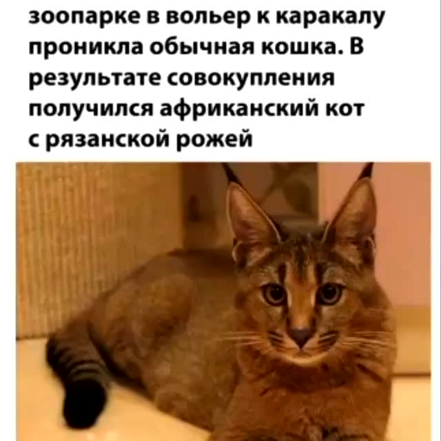 bimurzel в LOOKY. . null