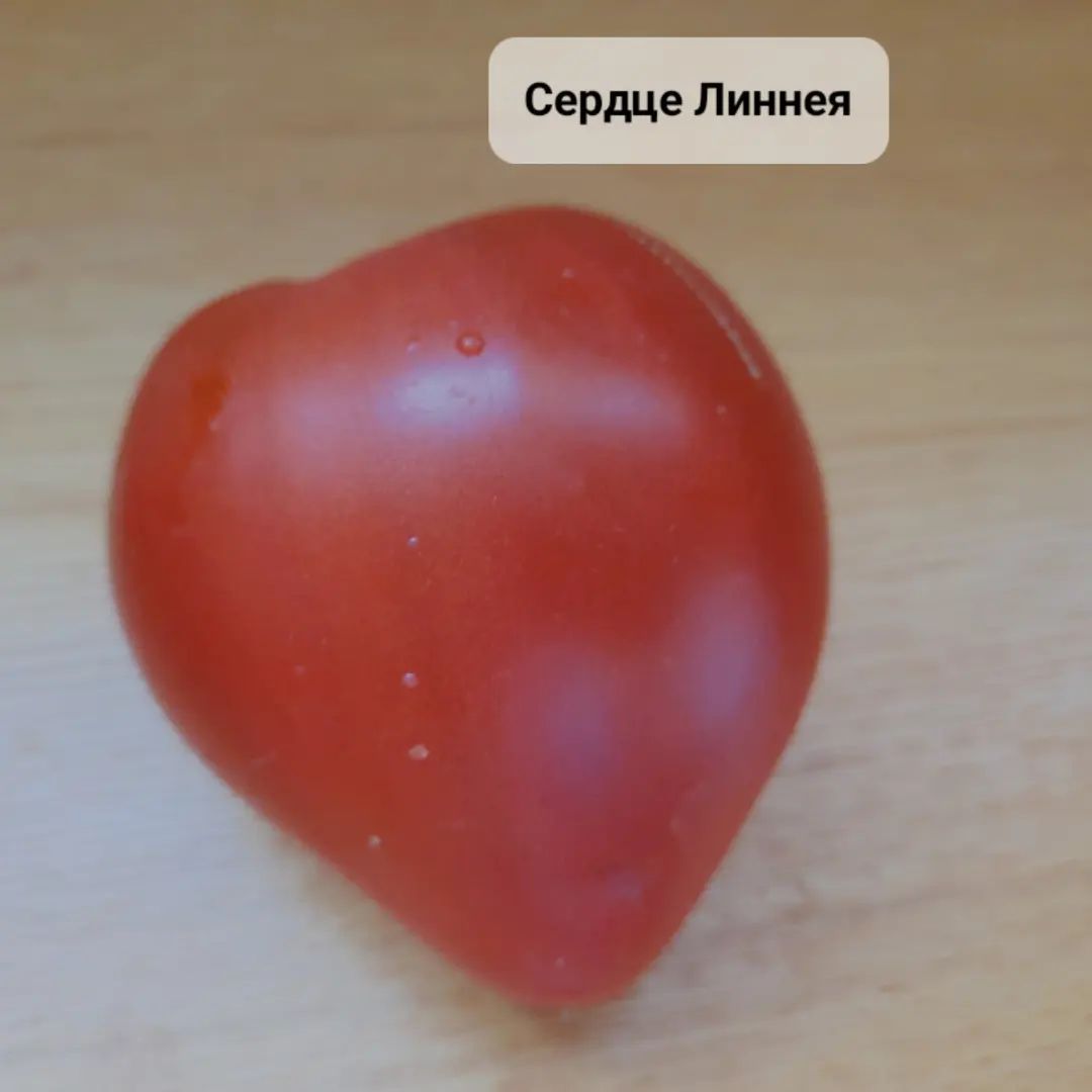 ekaterina_tomat_ogorod в LOOKY. #дача,#огород,#урожай,#семена,#томат,#помидор. Сердце Линнея
#дача ...