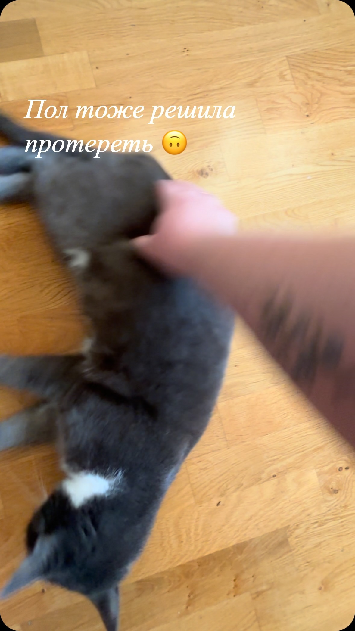 vlemsoon в LOOKY. #cat. #cat