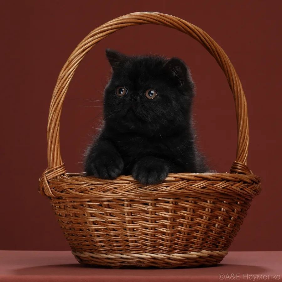happyfriendcattery в LOOKY. . Конец лета, пора соб...