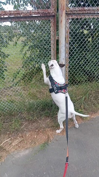 mrs_bulkins131219 в LOOKY. #bullterriergeliet,#bullterrier,#bullterrierfamily,#bullterriergroup,#bullterriereda,#bullterrierfun. 's post ❤️😍 Кожаные...