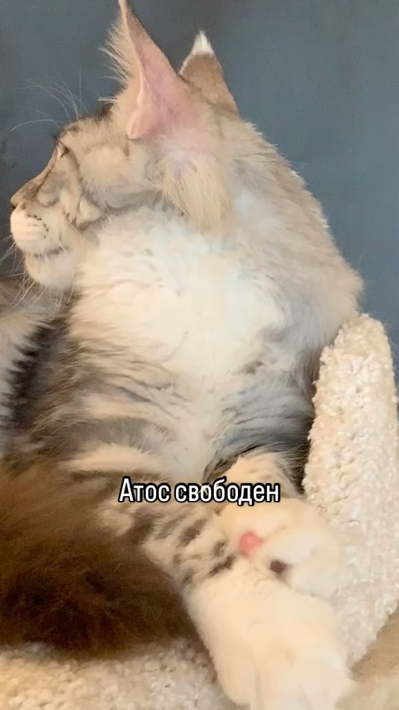 meincoonperfectlynx в LOOKY. . ATOS PERFECT LYNX*Ru...