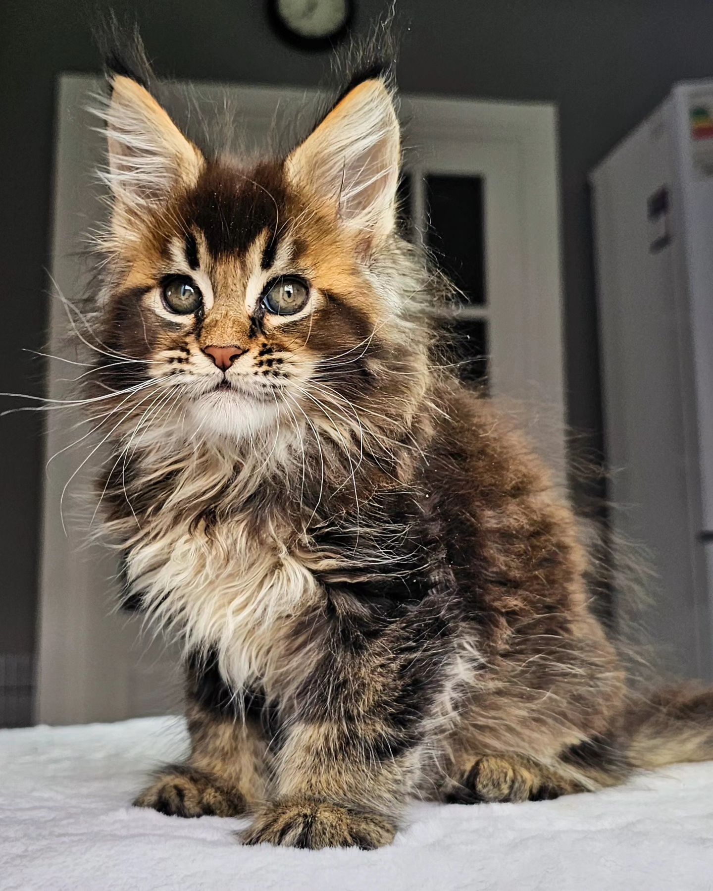 edhellond_cattery в LOOKY. #mainecoon. Возможно, что для за...