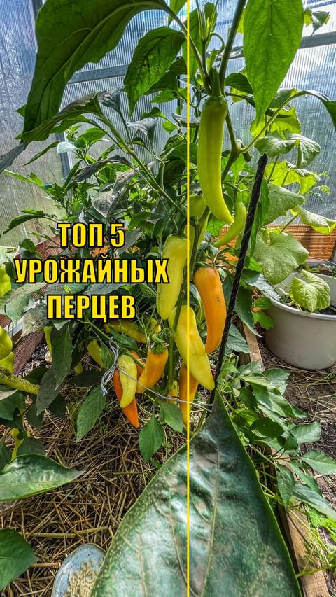 dacha_udachya в LOOKY. #сад,#дача,#огород,#участок,#садоводстводлявсех,#учимсясажатьвместе,#удачнаядача,#огородуфа,#дачауфа,#участокуфа,#перец,#сладкийперец,#урожай,#урожайныйперец,#перецвтеплице,#перецвоткрытомгрунте,#август,#август2024,#урожай2024. В этом сезоне сладки...