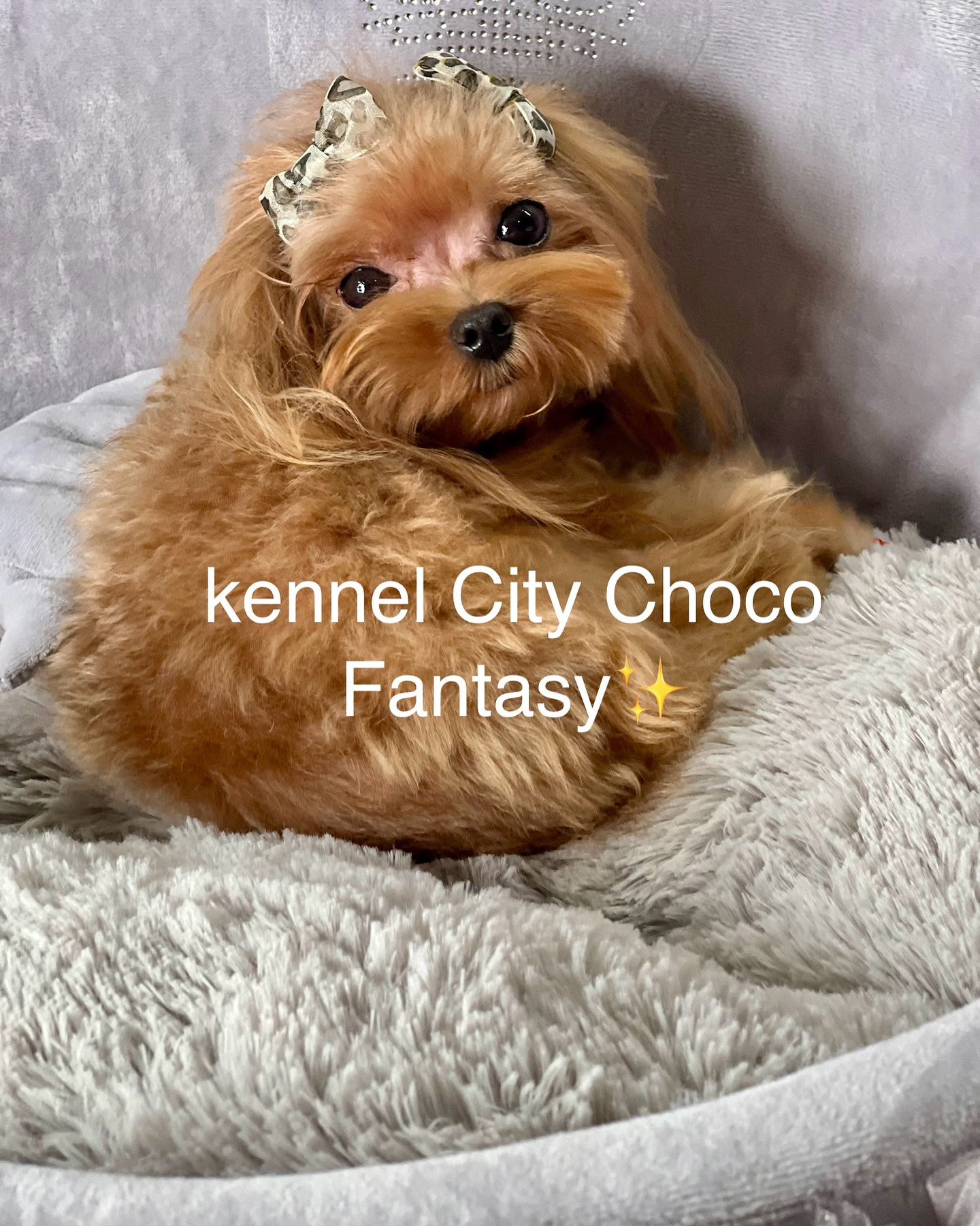 kennel_city_choco_fantasy в LOOKY — фото 4