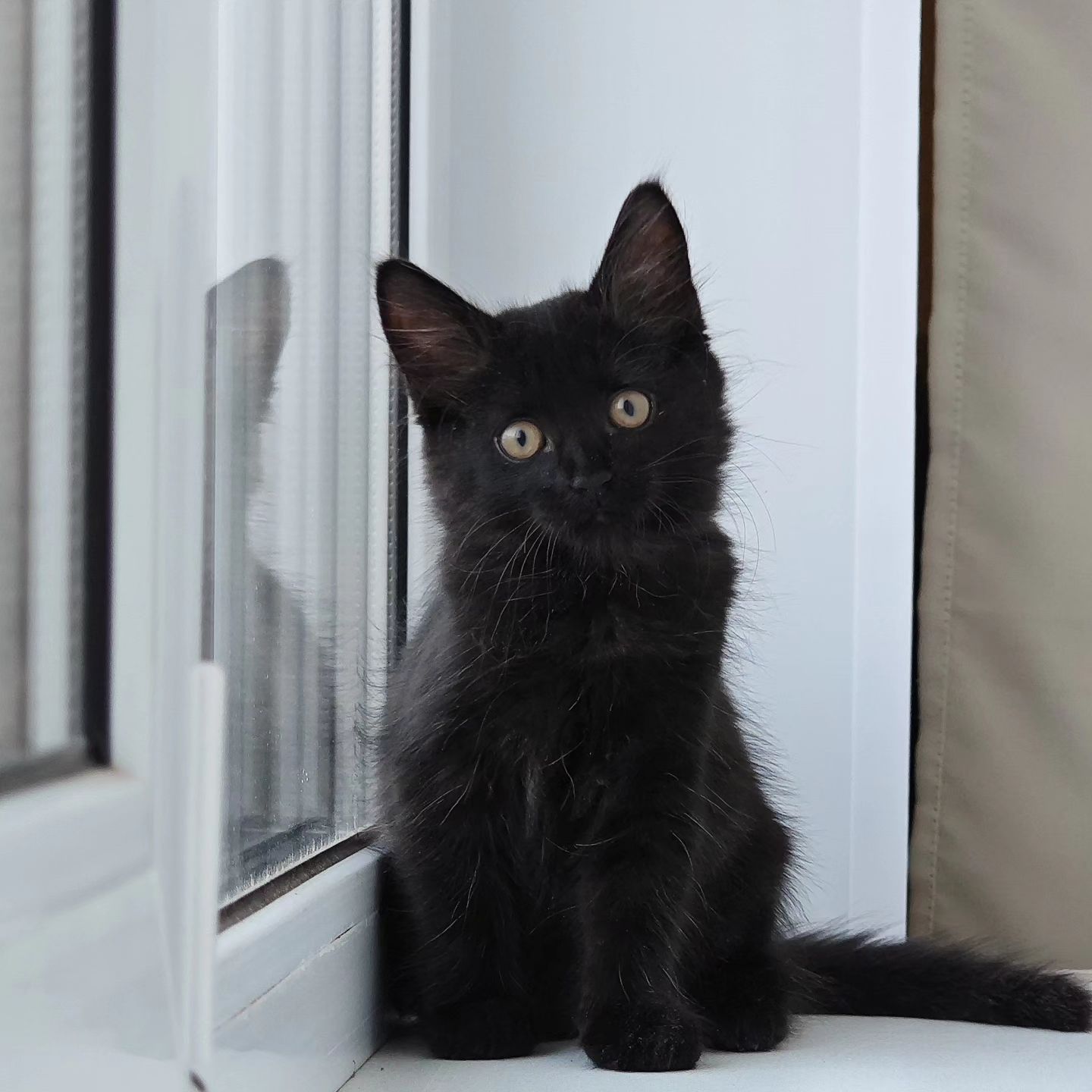 tatiana_bang в LOOKY. #cat,#kitten,#котик,#blackcat. Солнышко ☀️

#cat #k...