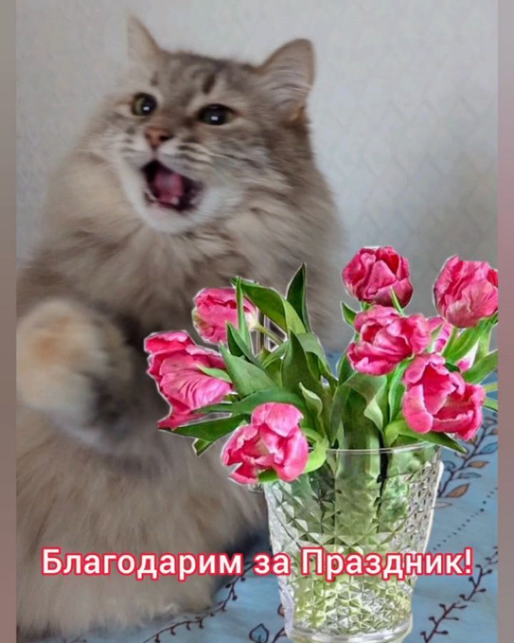 milka_cat_2020 в LOOKY. #цветы_для_Милы,#цветы_для_Фасольки. Благодарим всех друз...