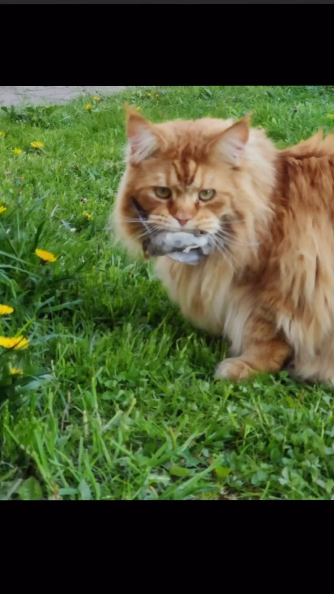 meincoonperfectlynx в LOOKY. . ЗАБАВНЫЕ КОТИКИ

Сег...