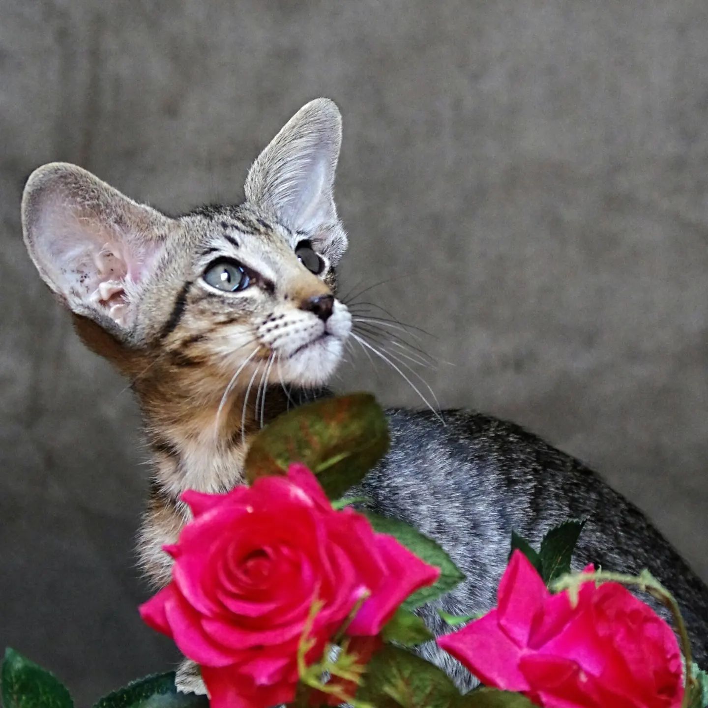 abyssinyancats в LOOKY — фото 3