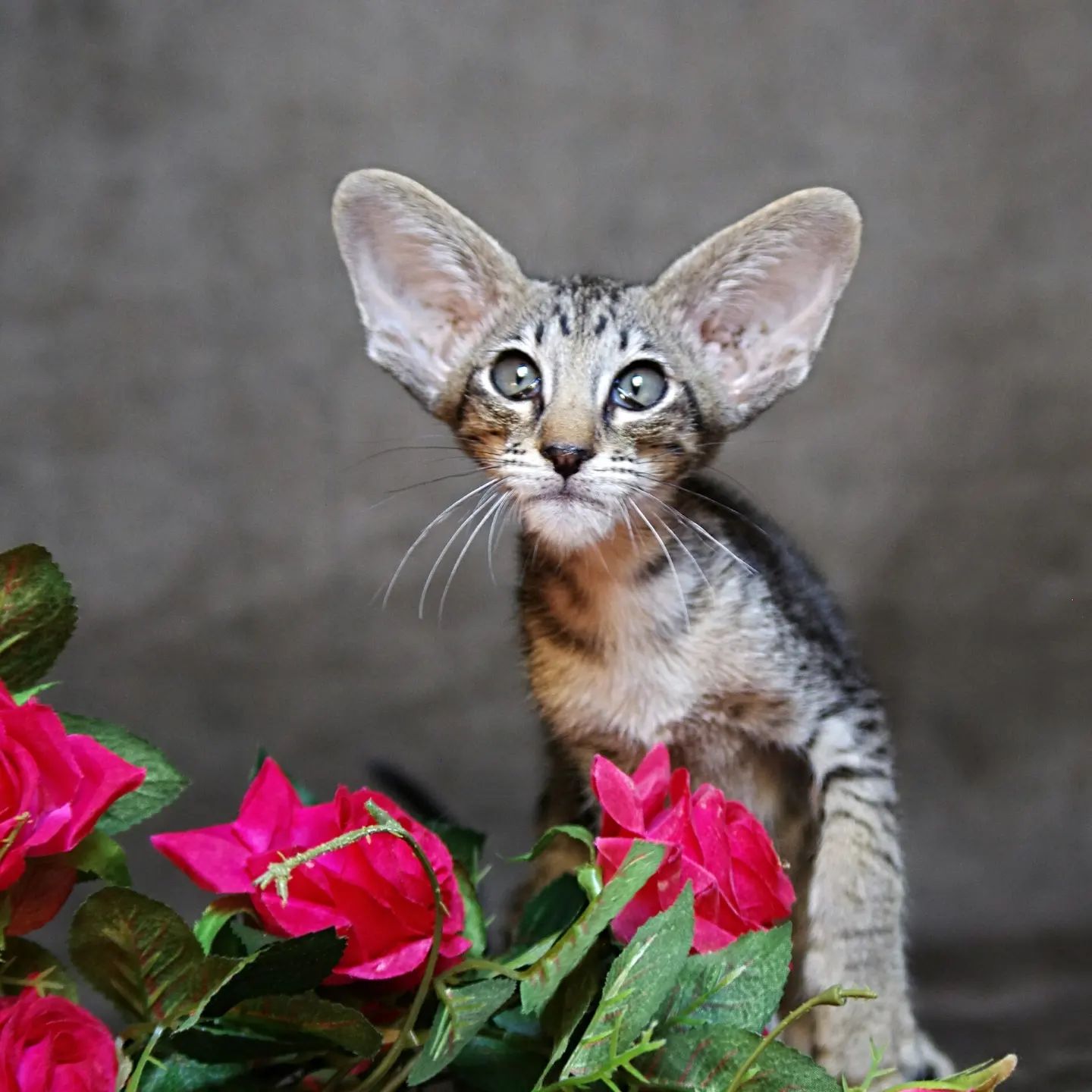abyssinyancats в LOOKY — фото 2