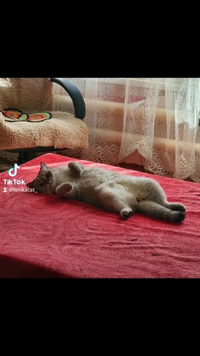 _cat_fomka_ в LOOKY. #котикфомка,#cat,#котище,#sleep,#scottishstraight,#cats_of_the_world,#fomkacat,#catsofinstagram,#catstagram#котёныч#котэ#котик#catofinsta#catlover#cutecats#meow#ilovemycat#ilovecats#instagramcats. #котикфомка #cat #ко...