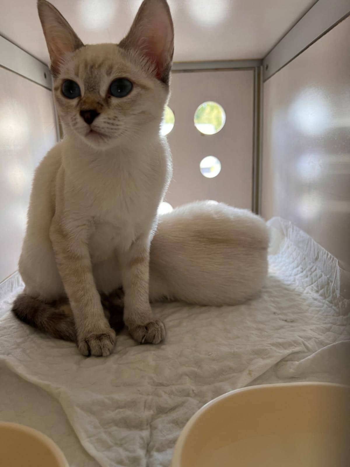 irinamiljakova в LOOKY. #joanasdreams,#thai,#siamese. Drága Princess!Még p...