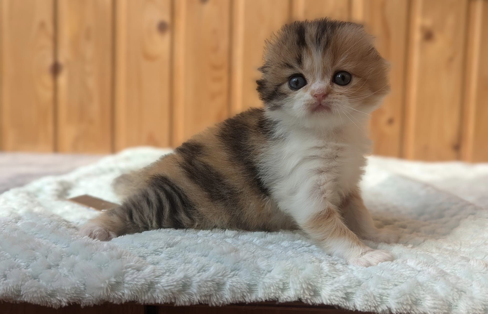 anni_solas в LOOKY. . Вот такая расписная ...