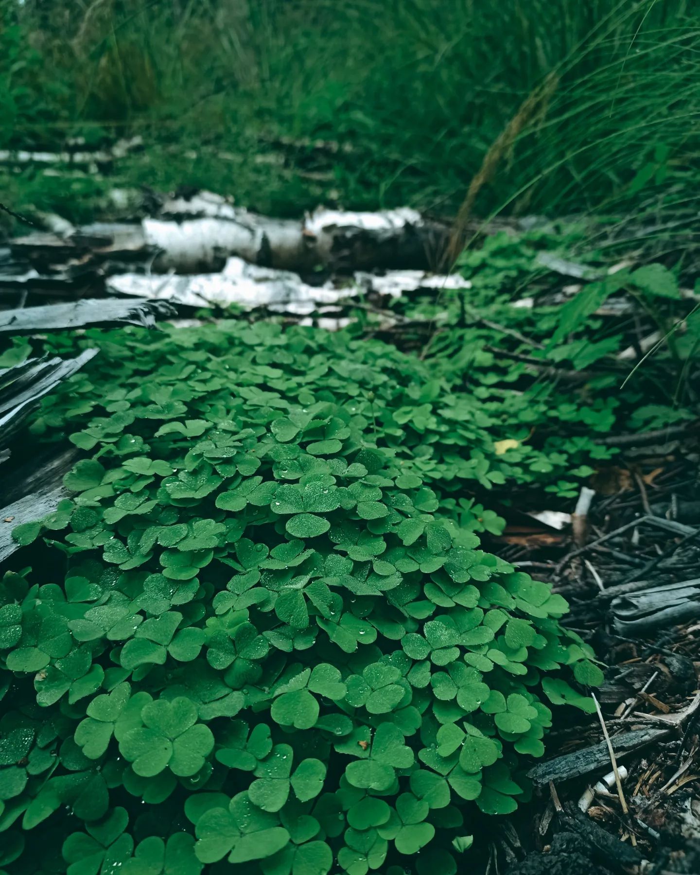 marisabelle_98 in LOOKY. . ☘️💚

#nature
#photo...
