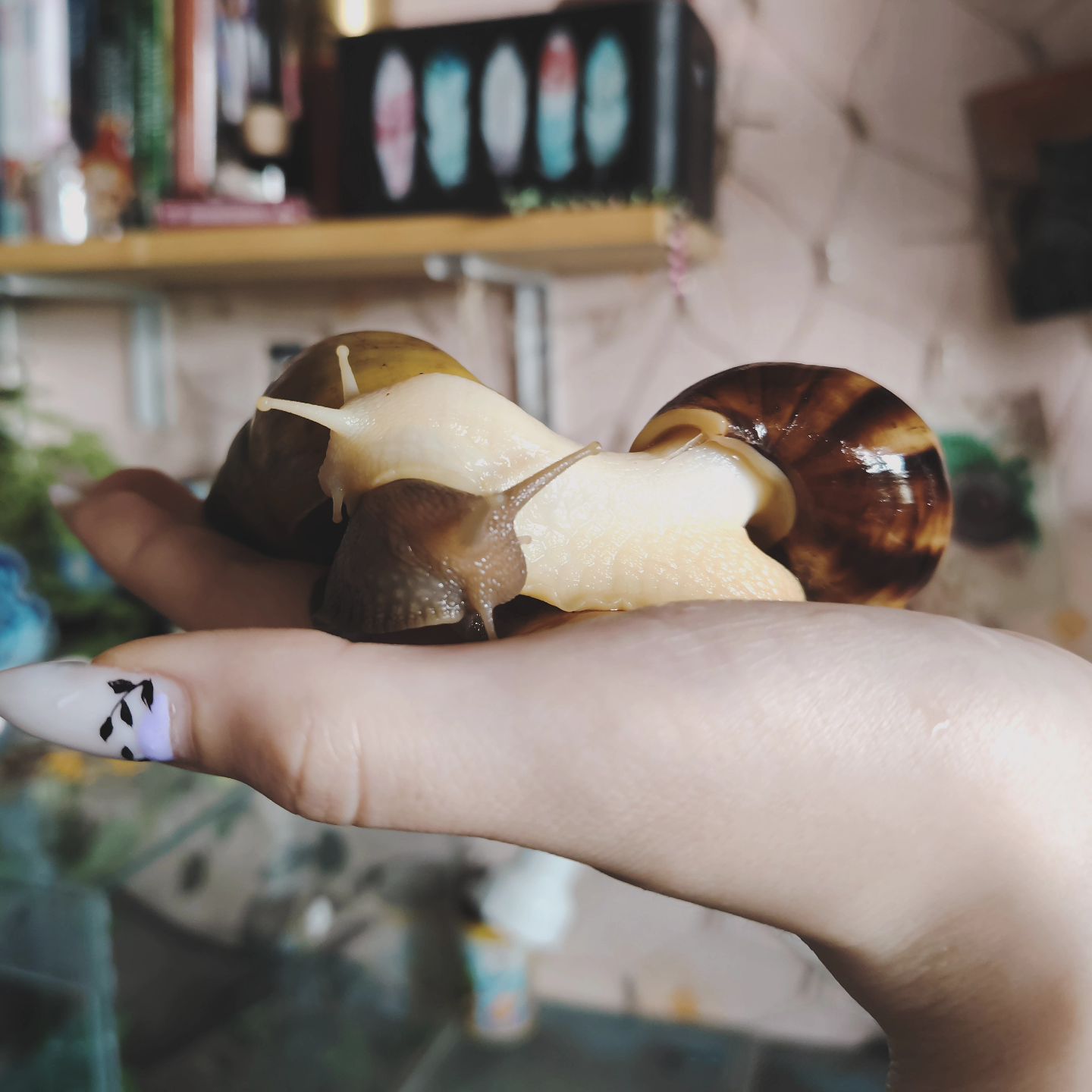 leka_sov в LOOKY. #улитка,#ахатина,#питомец,#ракушки,#домик,#терапия. Глория и Юки🌿
.
.
....