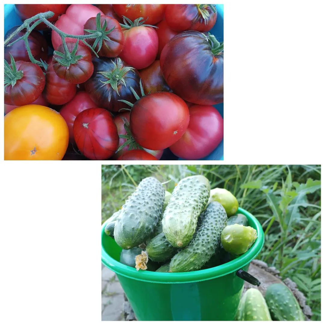 dachnica_n в LOOKY. . Урожай 🍅🥒 Вспомнил...