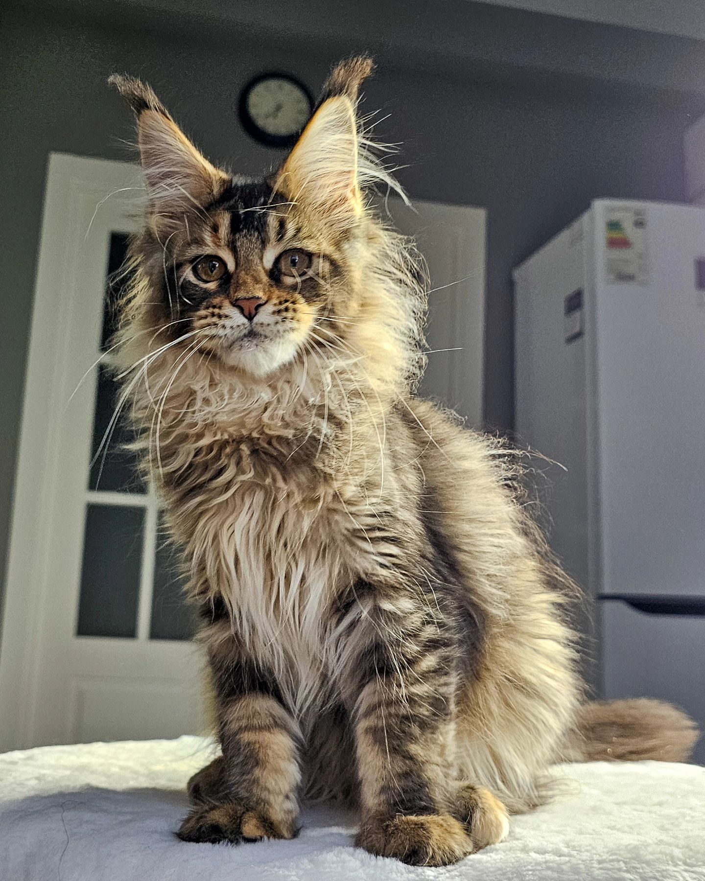 edhellond_cattery в LOOKY. . Так никто из заводчи...
