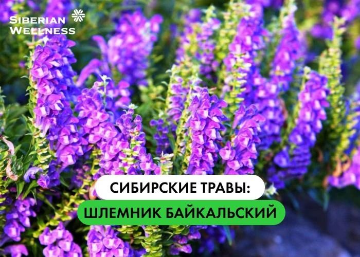 elena_ardysheva_ в LOOKY. . Байкальский шлемник ...