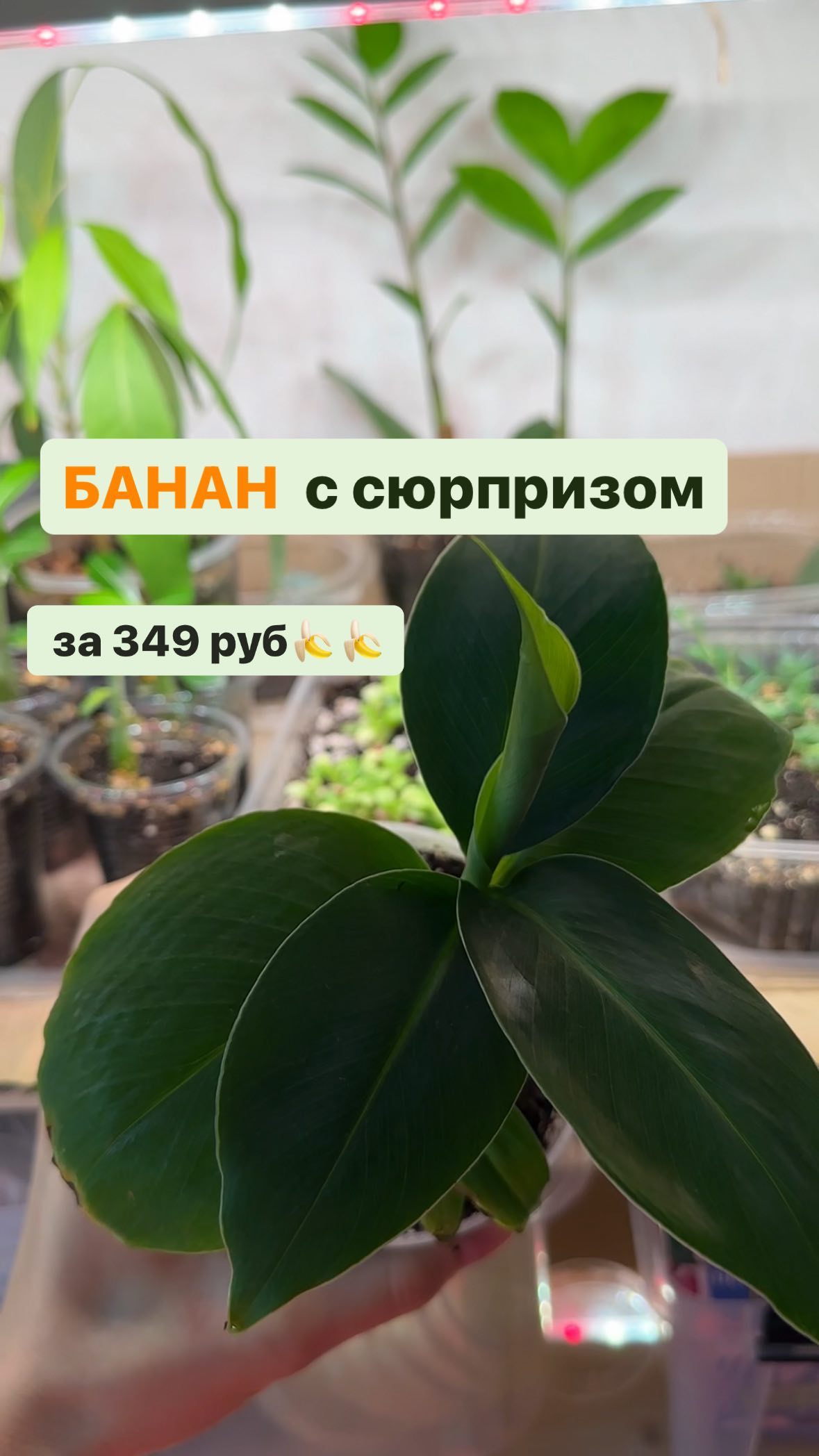 gelya_brain в LOOKY. #выращиваембанан,#банандома,#комнатныерастения,#домашняяоранжерея,#цветоводство,#садогород,#растения,#комнатнаяэкзотика,#экзотическиерастения,#оранжереядома. Банан с сюрпризом за...