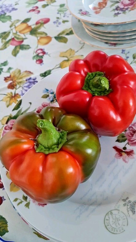 anti_lena67 в LOOKY. #рецептывгородской,#вкусно,#огород,#огородники,#сладкиеперцы,#садысибири,#иркутск,#иркутскаяобласть,#огородантипиных,#выращивание,#сибирскийсад,#ангарчане,#ангарскаярублевка,#ангарск,#ангарск38,#грядки,#грядкивпорядке. Смело сейте семена п...