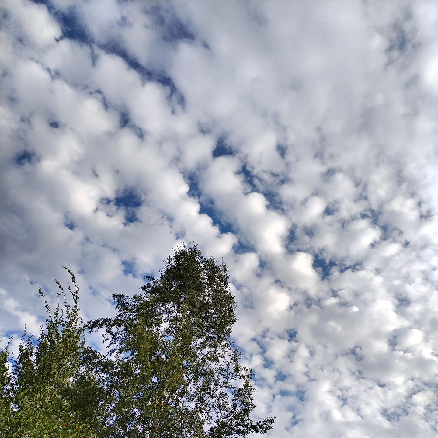 Вафля 🌥️