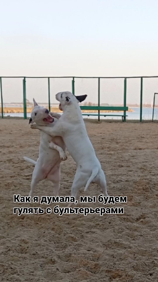 mrs_bulkins131219 в LOOKY. #bullterriergeliet,#bullterrier,#bullterrierfamily,#bullterriergroup,#бультерьер,#bullterriereda,#bullterrierparma,#bullterrierfun,#прогулка,#рек,#fypシ. #bullterriergeliet #...
