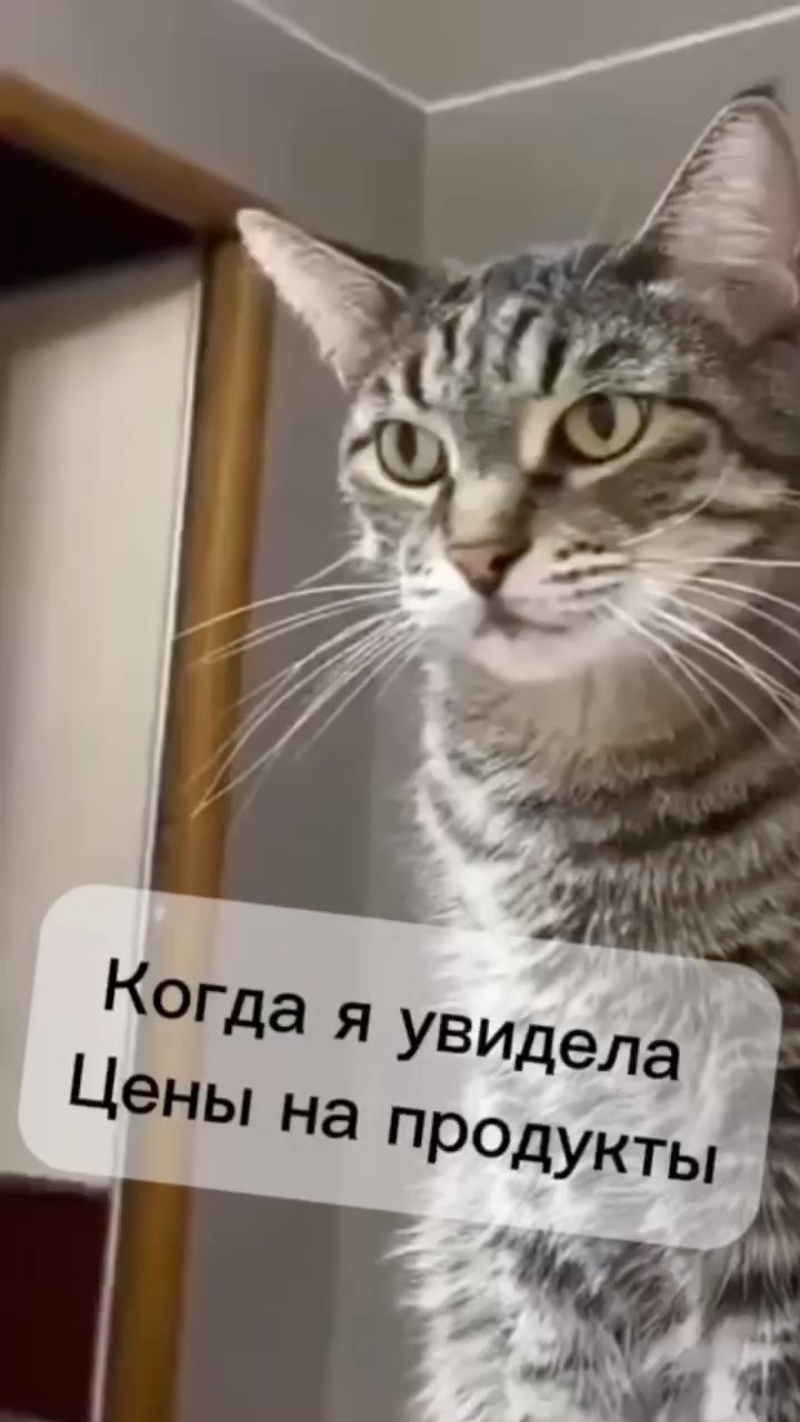 just_sin._ в LOOKY. #Кошка,#catloversclub. #Кошка #catloversclu...