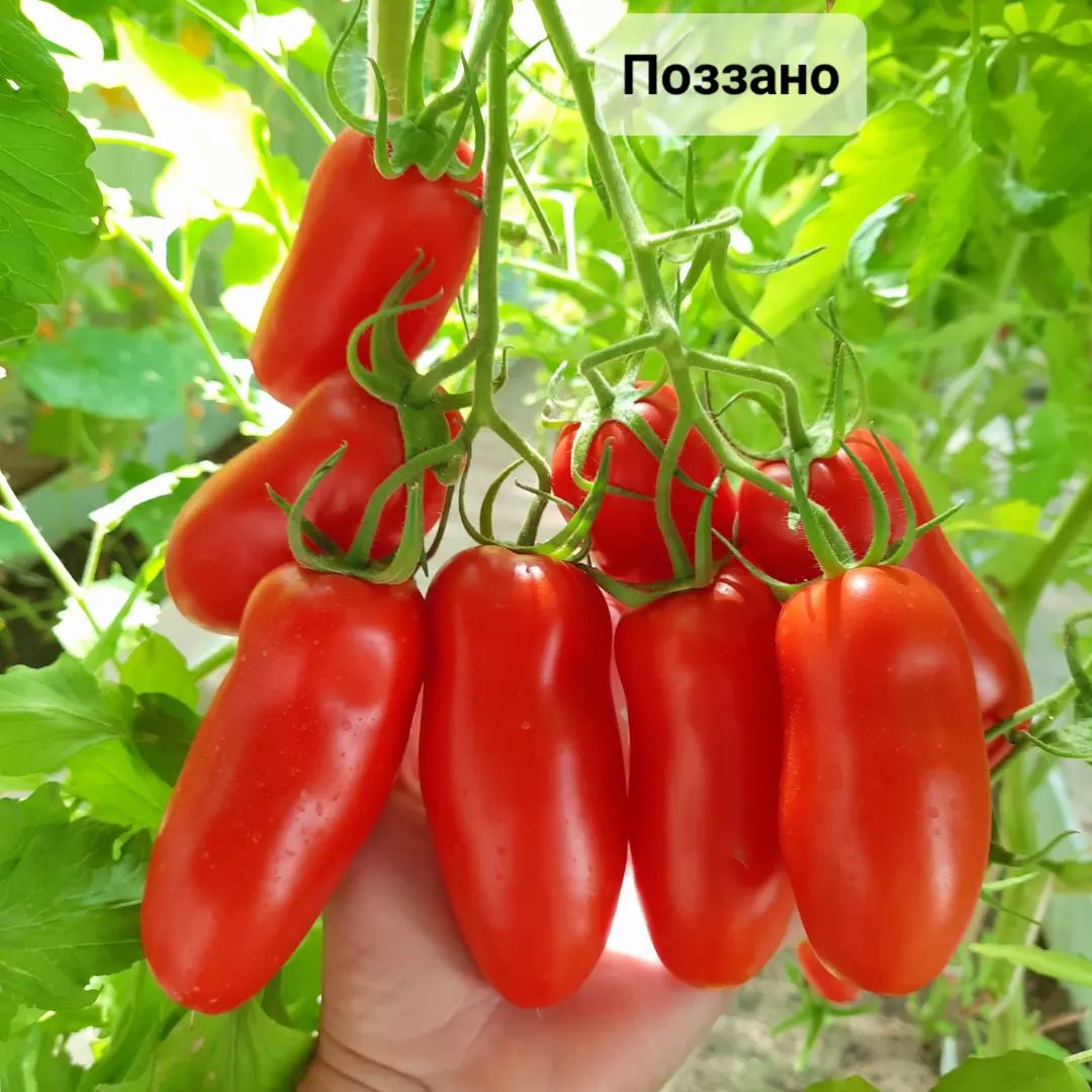 Поззано
#дача #огород #урожай #томат #помидор