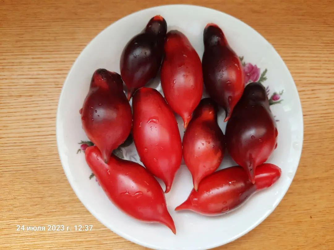 Кумкват розовый опал 
#дача #огород #урожай #томат #помидор