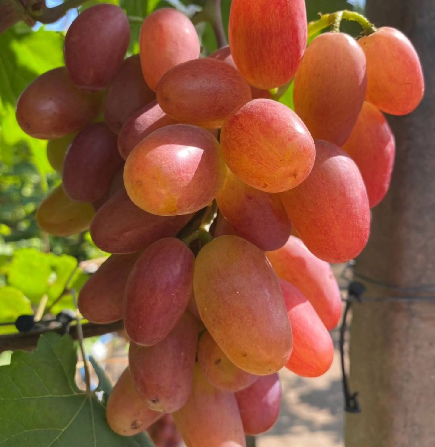 🍇Виктор удивительно хорош, но не срезаем, несмотря на то, что нам это стоит больших усилий🏋‍♀
 
А почему? Да потому что в эту субботу (24 августа в 10:00) у нас в питомнике День открытых дверей и нужно показать этого красавчика в лучшем виде. 😎

🍇 Тренеруем силу воли и ждём гостей! 

Осталось совсем немного свободных мест за нашим гостеприимным столом, а главная фишка нашей встречи - мастер-класс и-и-и дегустация!!!! 🔥🍇 

Сейчас самое благодатное время, чтобы пробовать виноград и делать правильный выбор! ❤️🍇😍