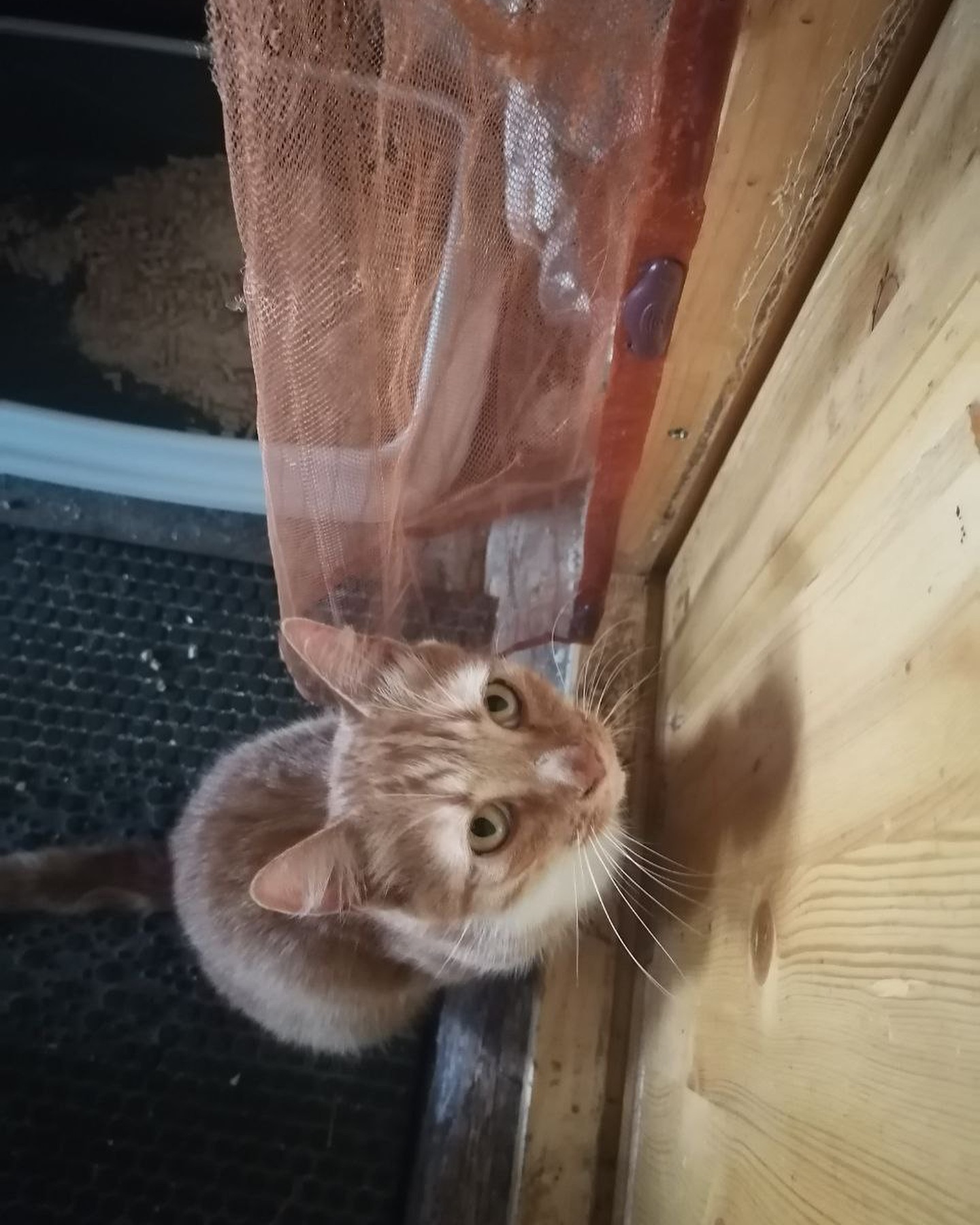 yakovaleksandrovich in LOOKY. #котики,#котикилучшелюдей,#котикитакиекотики,#котикинаркотики,#котикиправятмиром,#кошка,#кошки,#кошкилучшелюдей,#кошкитакиекошки,#мыизкотограма. Всем Бобрейшего вече...