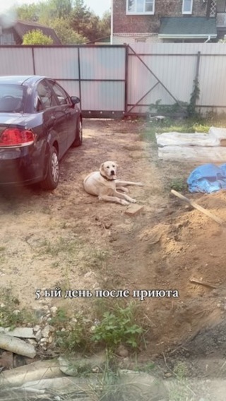 marinka_ivanova_msk в LOOKY. #алабаи,#собака,#собакаизприюта,#собаки,#собакаулыбака. Адаптация алабая из ...