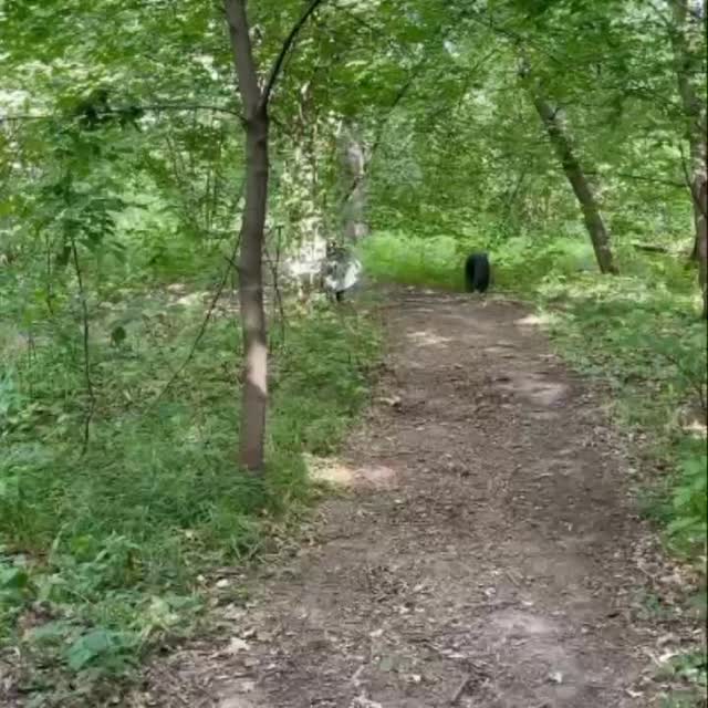 mast.e.r.skaya в LOOKY. #goblincore,#forest,#гобликор,#лес. Я выбрала свою сторо...