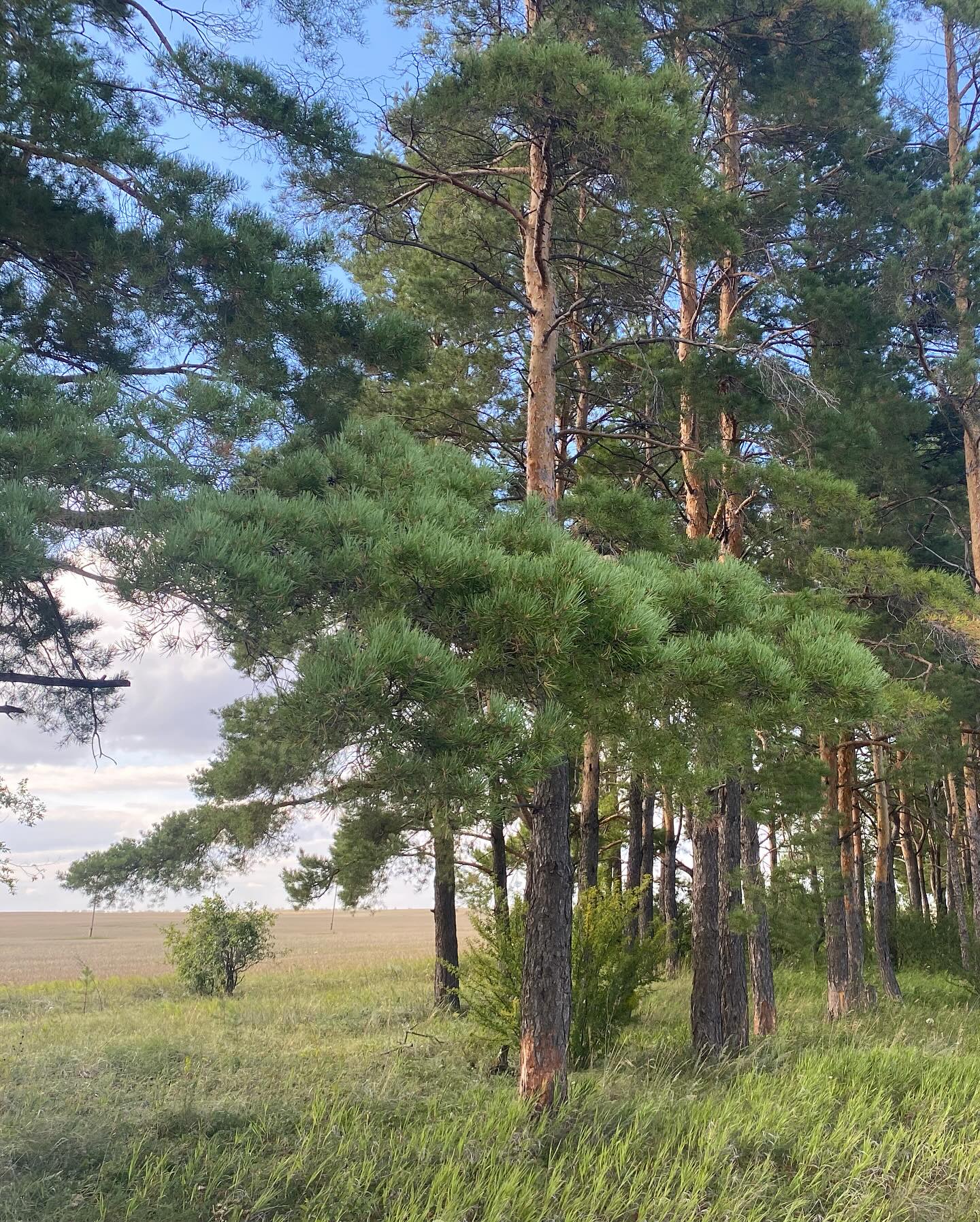 sia_pine в LOOKY — фото 12