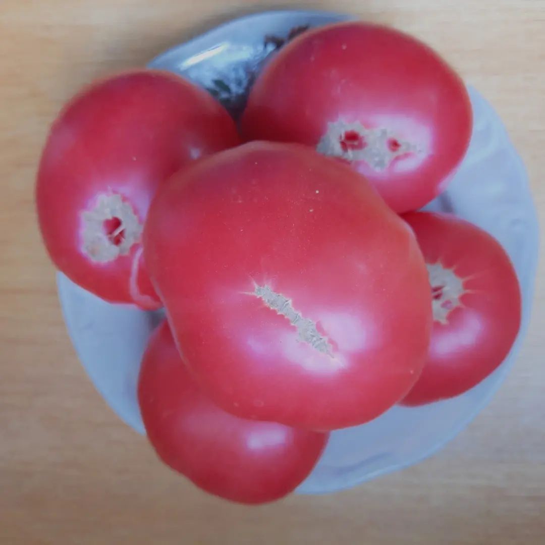 Гном ОПО
#дача #огород #урожай #семена #томат