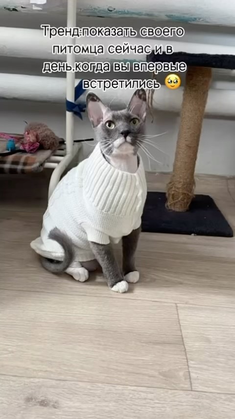 siya_tor в LOOKY. . Ещё в прошлом году я...