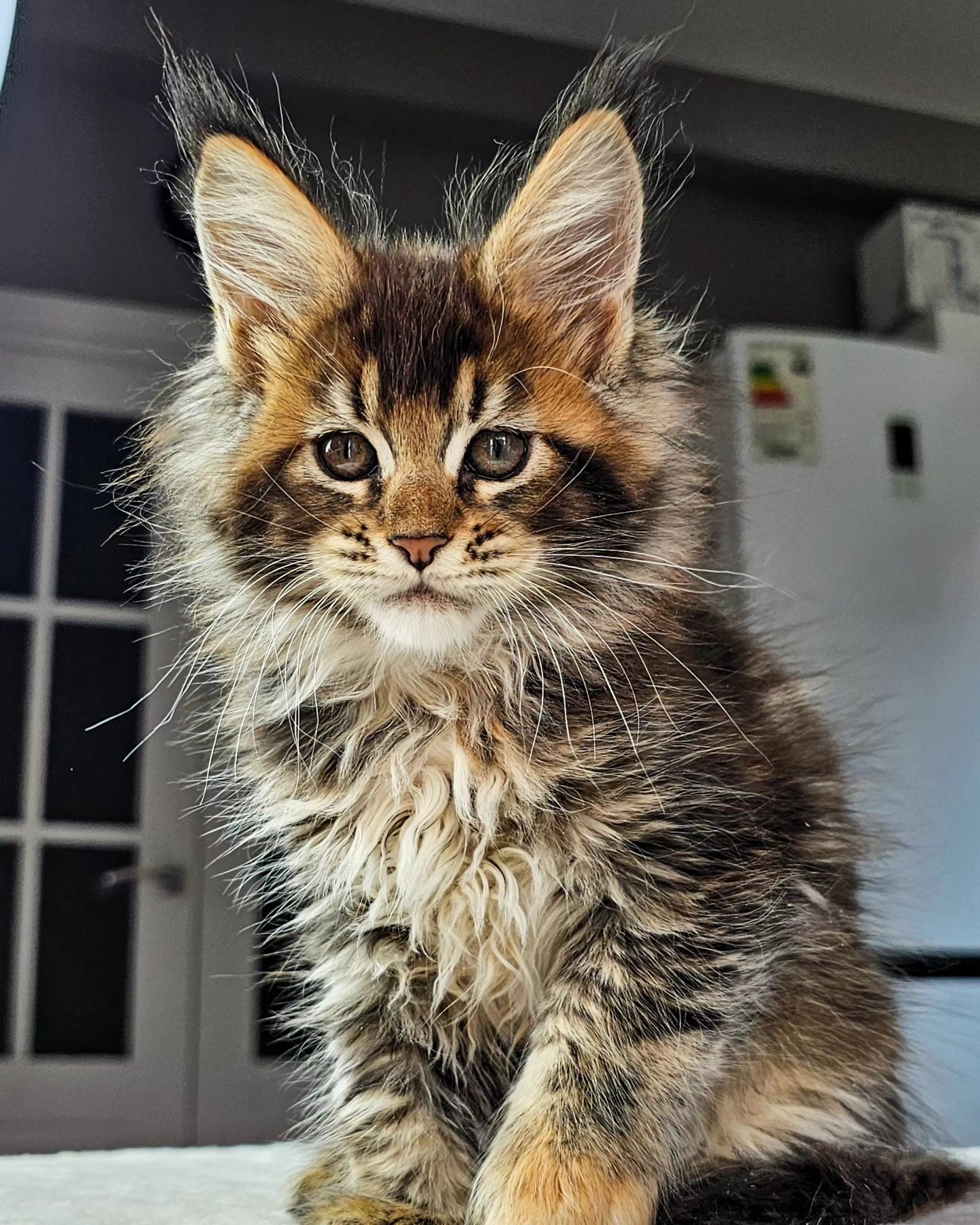 edhellond_cattery в LOOKY. #mainecoon. Большая удача, когда...