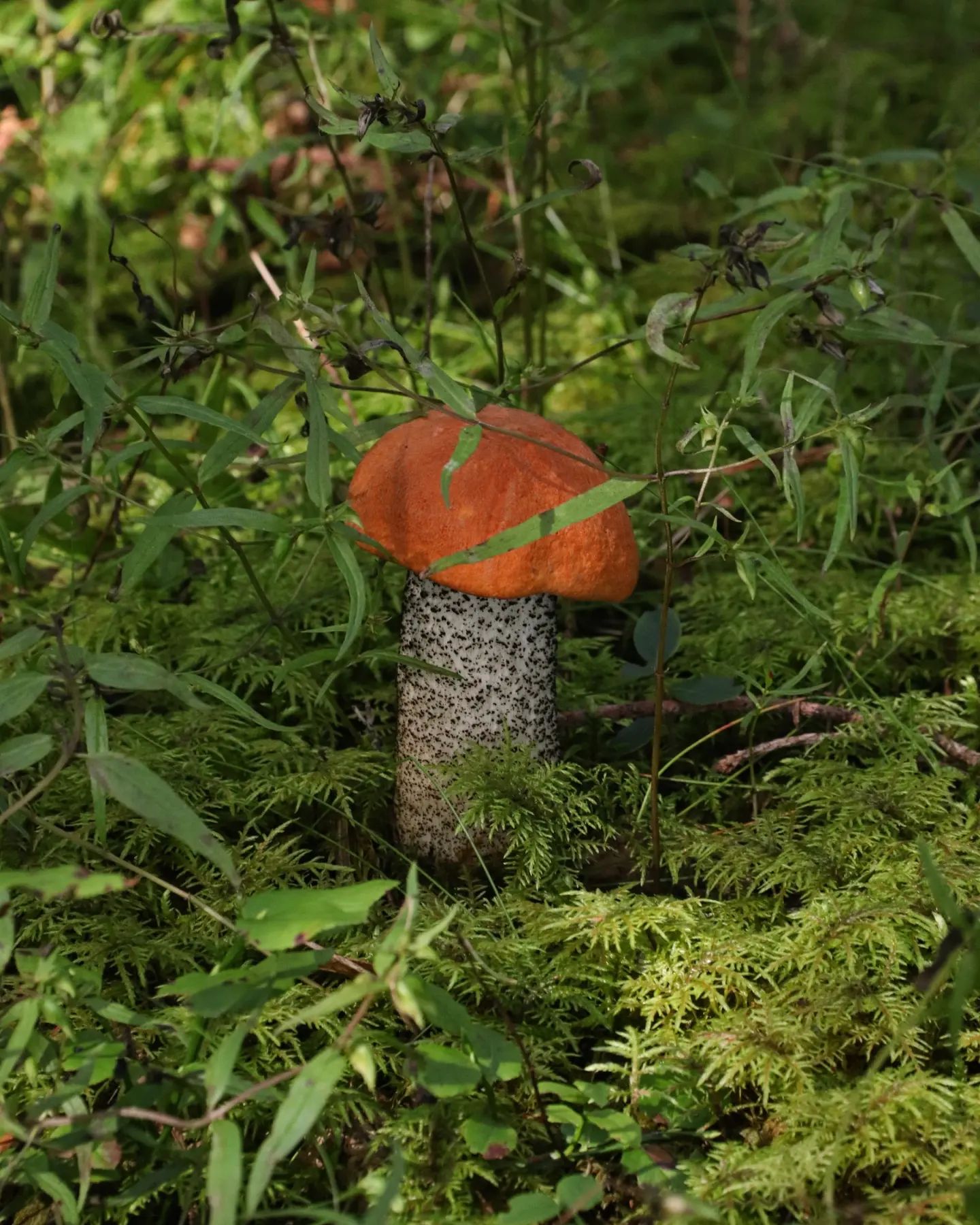 nata_golub_mira в LOOKY. #гриб,#грибы,#грибнаяохота,#грибныеместа,#тихаяохота,#лес,#forest,#подосиновик,#белыйгриб,#белыегрибы,#загрибами,#погрибы,#грибочки,#грибалка,#грибник,#грибники,#дарылеса,#дарыприроды,#боровики,#грибы,#mushrooms,#mushroom,#fungi,#porcini,#grzyby,#pilze,#mantar,#setas,#boletus. #гриб #грибы #грибна...