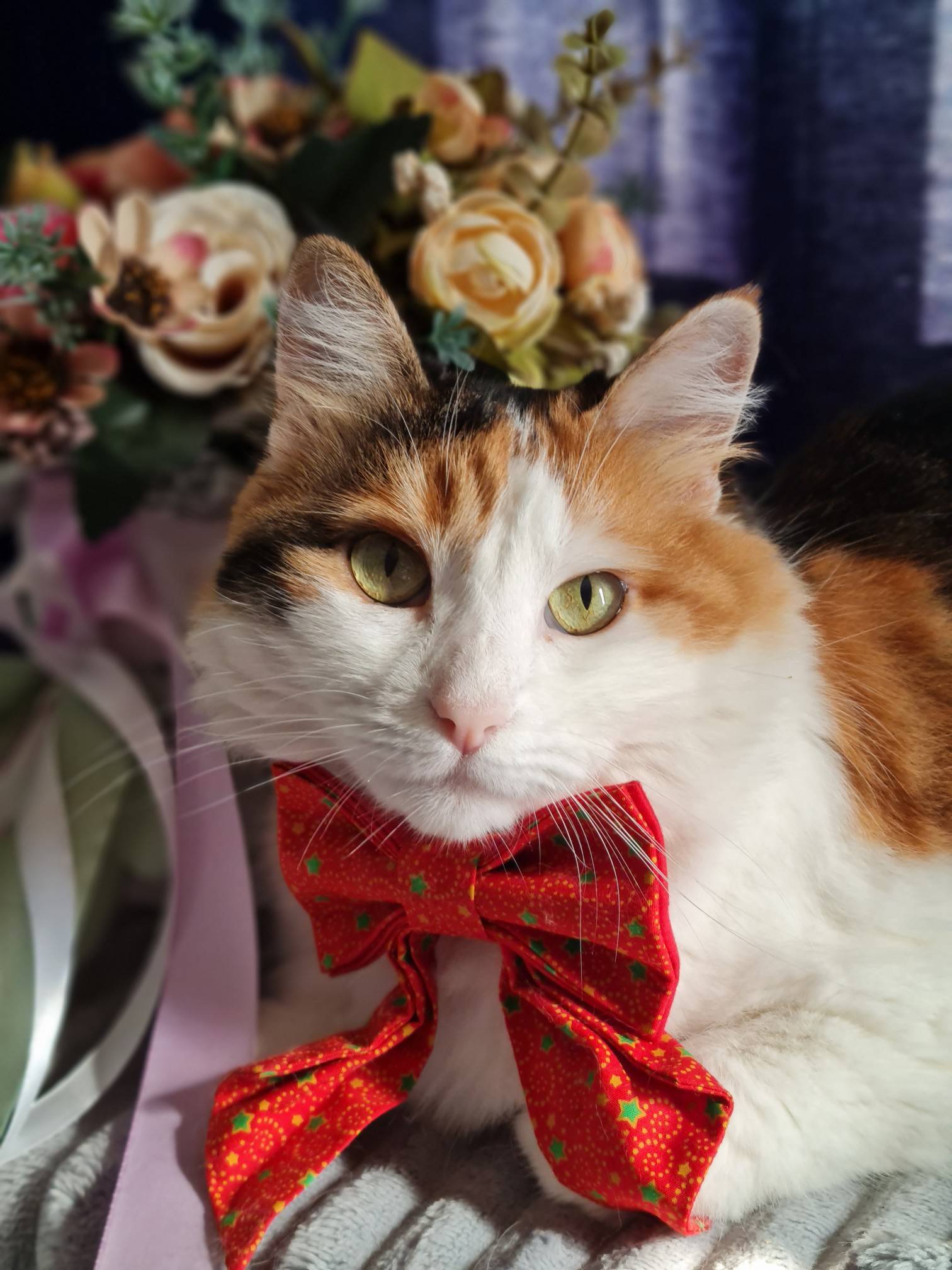 zlata_help в LOOKY. #вечеринкамаркиза,#кошачьяжизнь,#инстакошка,#petsofinstagram. Доброго и замурчател...