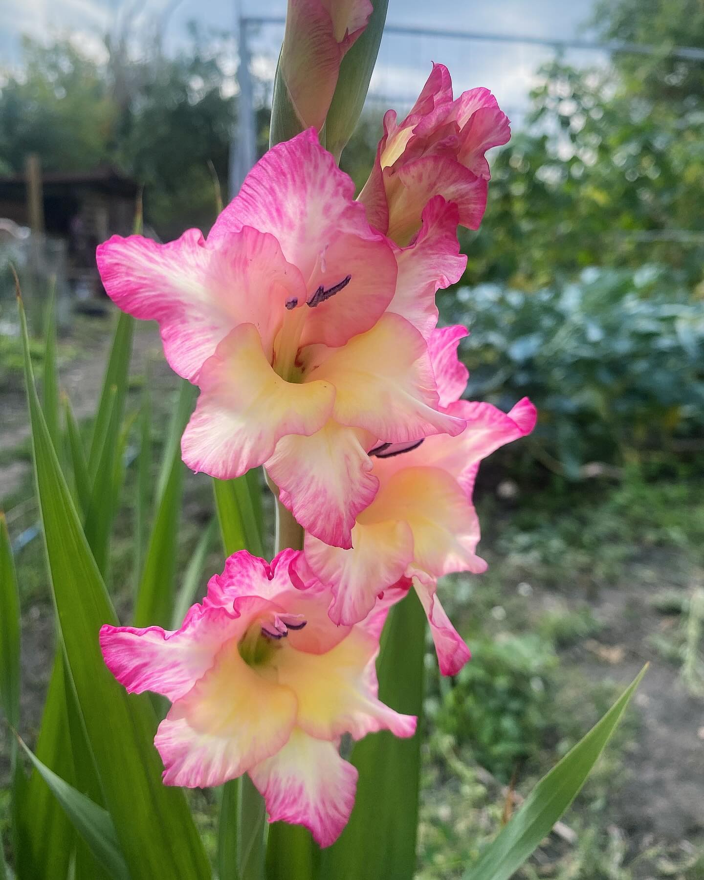 vegetable_fairy in LOOKY. #gladioli,#sevenwonders,#wonder,#world,#flowers. And just try to tell...