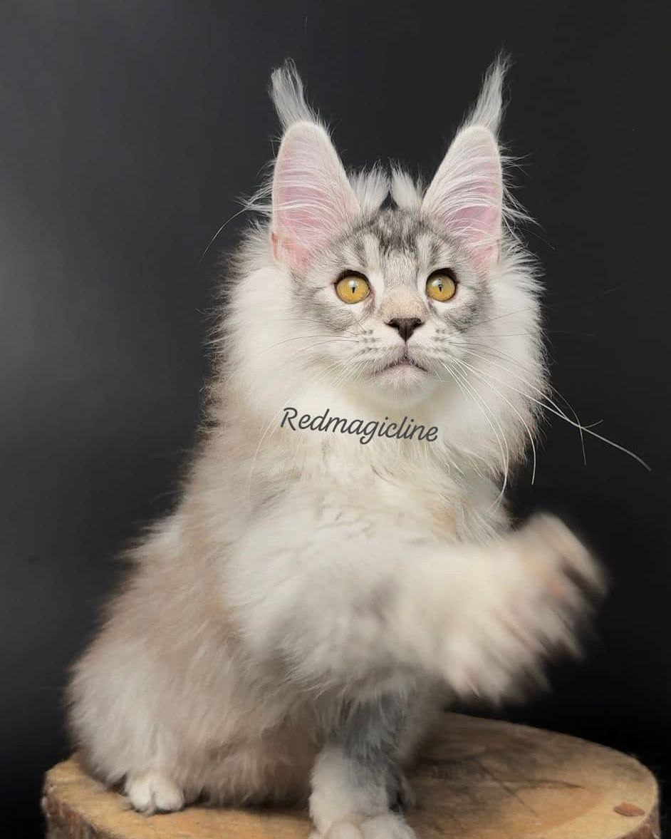 excellentlinemainecoons в LOOKY — фото 3