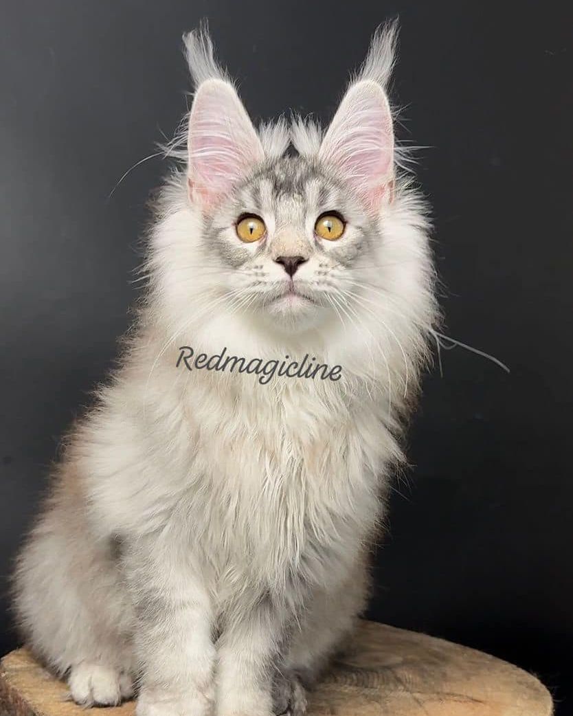 excellentlinemainecoons в LOOKY — фото 2