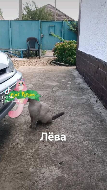 levchanckiy в LOOKY. #лёвалевчанский,#котикинаркотики,#золотойфонддрузей,#красота,#природа,#рекомендации. #лёвалевчанский #кот...