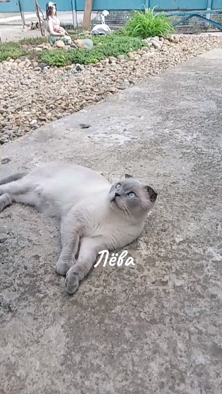 levchanckiy в LOOKY. #лёвалевчанский,#котвдомехозяин,#золотойфонддрузей,#безкотаижизньнета😻,#природа,#рекомендации. #лёвалевчанский #кот...