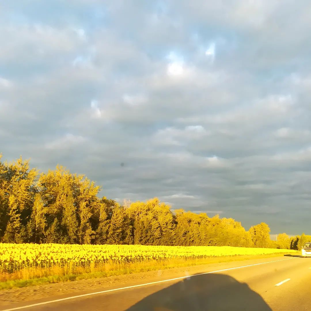 Поля подсолнухов и яркое ☀️... красота