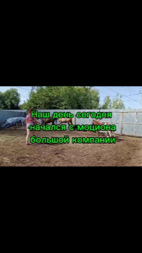 chknebesnyiargamak в LOOKY. #чкнебесныйаргамакпенза,#лошадипенза,#орионлошадьпенза. #чкнебесныйаргамакпе...