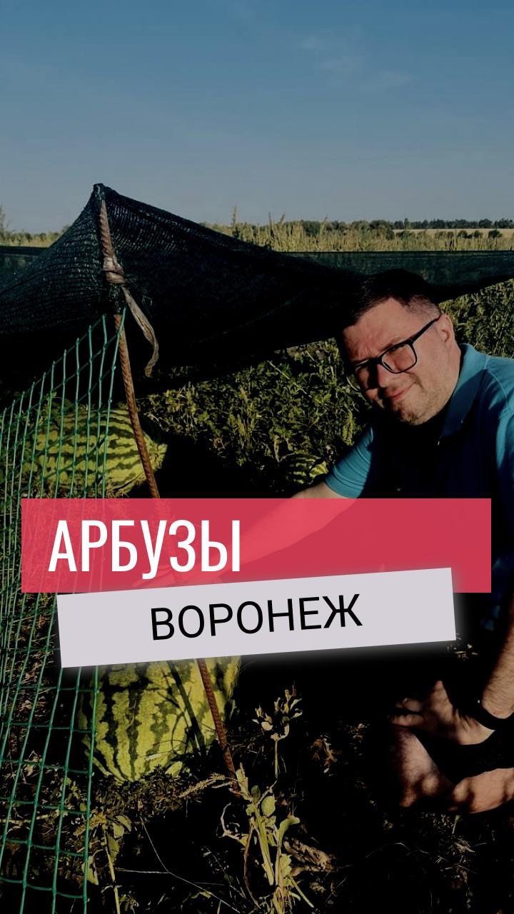 strelkatravel в LOOKY. #воронеж,#арбуз,#арбузы,#каролинакросс,#путешествиепороссии,#стараямеловая,#пескиворонеж,#strelkatravel. Самые большие арбузы...