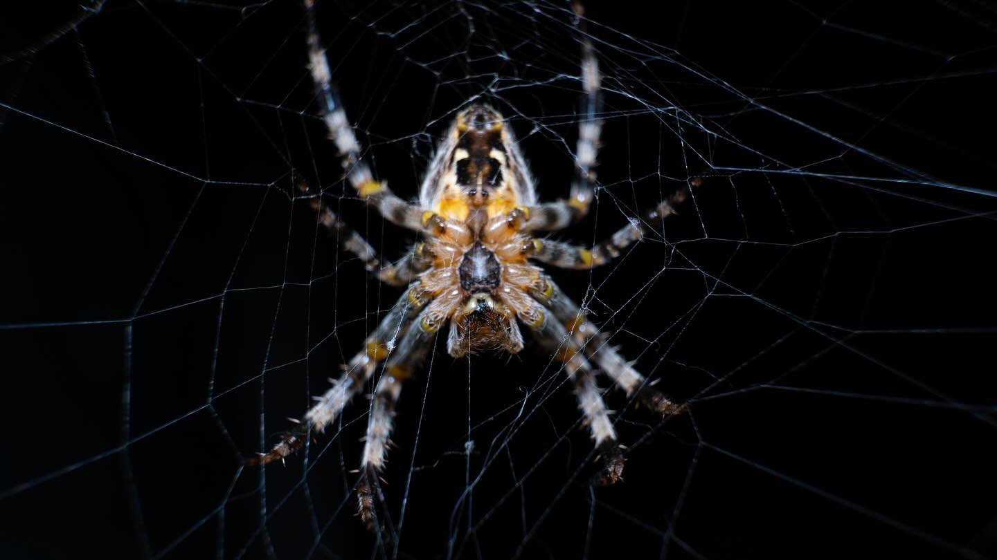 avekhorev в LOOKY. #пауки,#паук,#spider,#spiders,#macro,#macrofotografia,#macrofoto. #пауки #паук #spider...