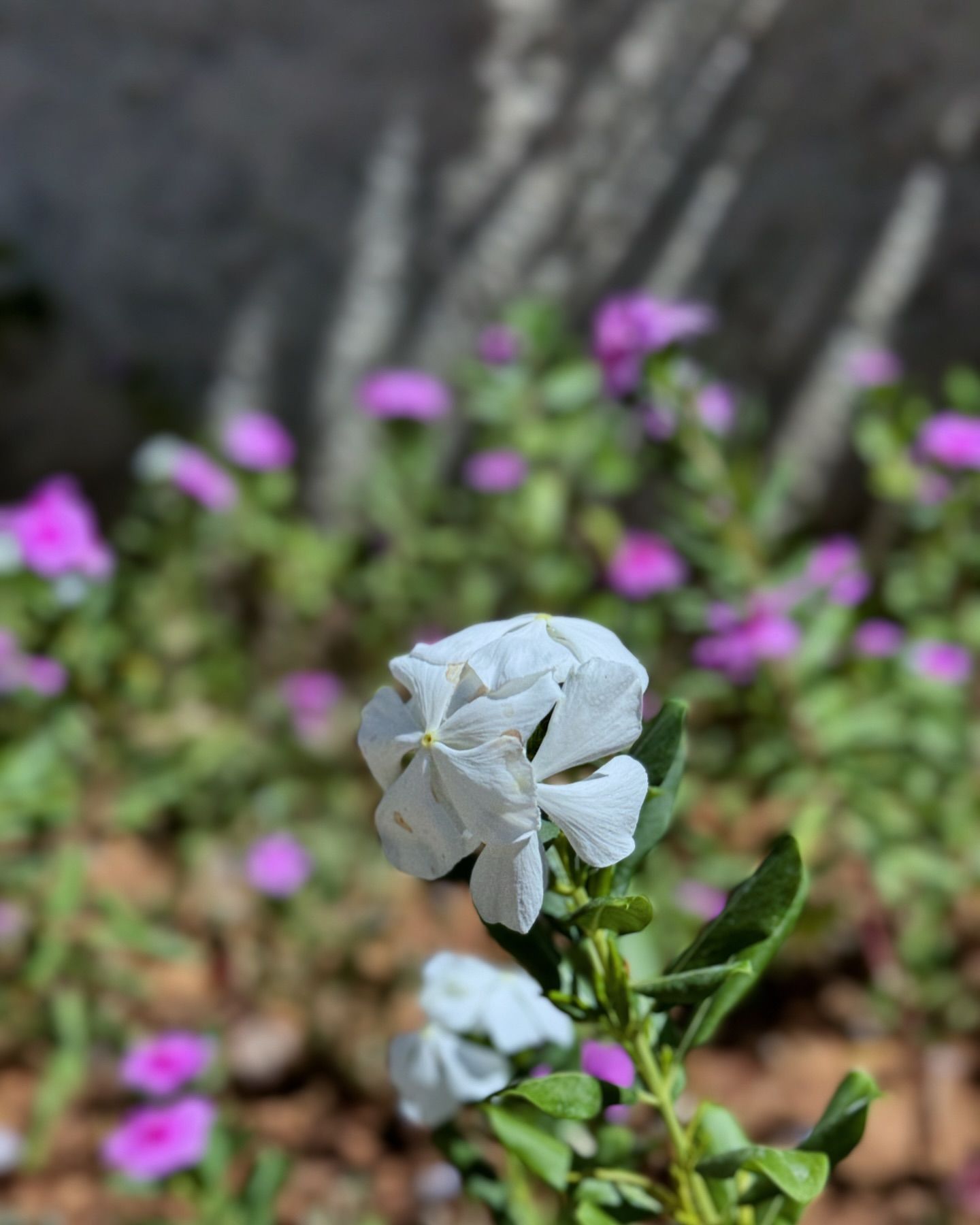 .
.
.
#travelphotography #photography #naturephotography #foodphotography #landscapephotography #weddingphotography #canonphotography #photographylovers #filmphotography #mobilephotography #fashionphotography #wildlifephotography #architecturephotography #nightphotography #macrophotography #urbanphotography #dogphotography #bnwphotography #analogphotography #photographyislife #photographyeveryday #photographylover #sunsetphotography #newbornphotography #toyphotography #photographysouls #flowerphotography #indianphotography #familyphotography